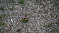 2.897 Hektare Sawah di Banten Terdampak Kekeringan
