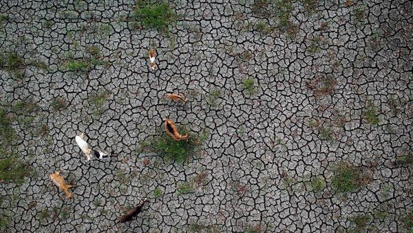 2.897 Hektare Sawah di Banten Terdampak Kekeringan