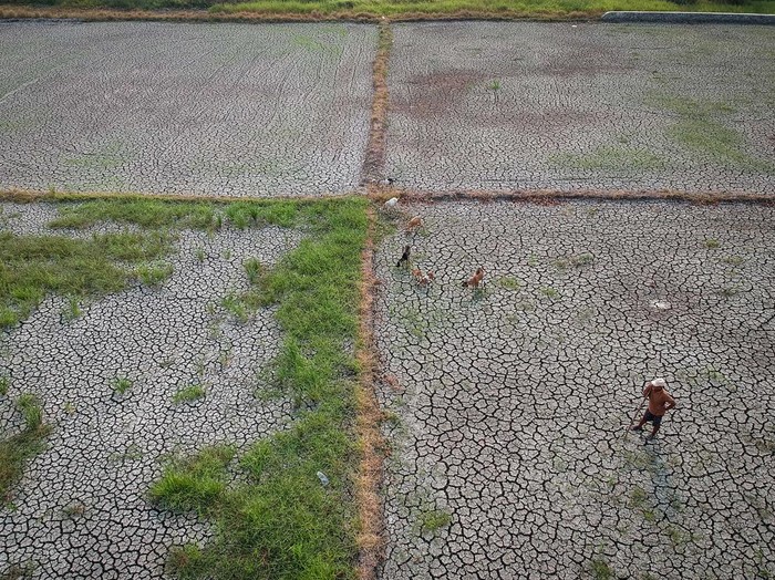 Foto udara warga menggembala kambing di lahan persawahan yang mengalami kekeringan di Mauk, Kabupaten Tangerang, Banten, Rabu (23/9/2026). Dinas Pertanian Provinsi Banten mencatat hingga 14 September 2026, luas lahan persawahan yang terdampak kekeringan akibat musim kemarau di sejumlah daerah di Provinsi Banten mencapai 2.897,55 hektare. ANTARA FOTO/ Putra M. Akbar/kye