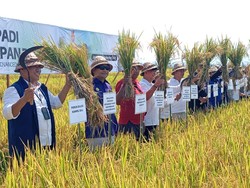 Pemkab Gianyar Pelajari Modernisasi Kawasan Padi 100 Hektare di Jembrana