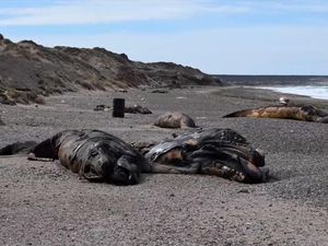 Penampakan Puluhan Bangkai Anak Paus Terdampar di Pantai Argentina