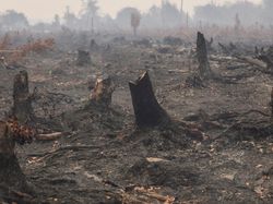 Izin 3 Perusahaan Dicabut akibat Karhutla, DPRD Kalteng Soroti Nasib Pekerja