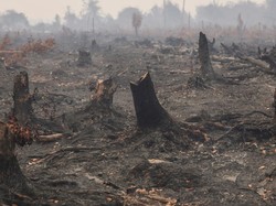 Izin 3 Perusahaan Dicabut akibat Karhutla, DPRD Kalteng Soroti Nasib Pekerja