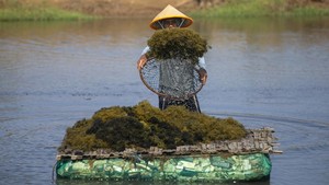 Rumput Laut Gracilaria Digenjot, KKP Bidik Investasi Industri