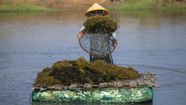 Rumput Laut Gracilaria Digenjot, KKP Bidik Investasi Industri