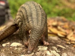 Trenggiling 10 Kg Lolos dari Karhutla di Kotim, Diselamatkan Tim Pemadam