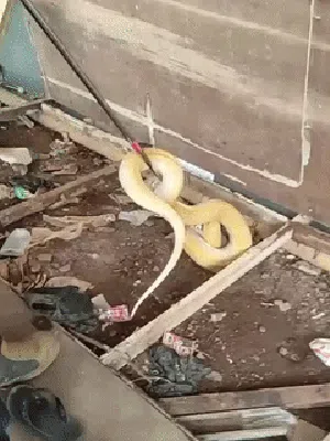 Heboh Sanca Albino 3 Meter Tiba-tiba Muncul di Rumah Warga Depok