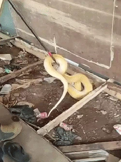 Heboh Sanca Albino 3 Meter Tiba-tiba Muncul di Rumah Warga Depok