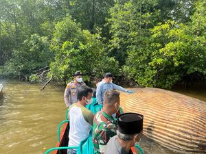 Bangkai Paus yang Terdampar di Inhil Dievakuasi ke Perairan Manteban