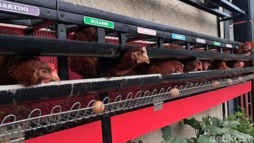 Gampang-gampang Susah Pelihara Sendiri Ayam Petelur di Rumah