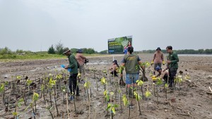 269 Ribu Mangrove Ditanam di Pantura, Lahan Mati Disulap Jadi Sawah