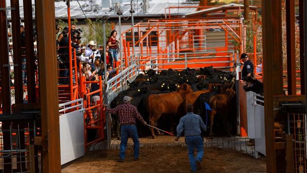 Setelah 16 Bulan, Sapi Meksiko Kembali Masuk Pasar AS