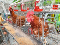 Pelihara Ayam Petelur di Rumah, Benarkah Bisa Lebih Hemat? Begini Hitung-hitungannya