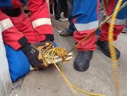 3 Tahun Dirawat, Buaya 2,5 Meter Akhirnya Dievakuasi, Pemiliknya Sampai Pingsan