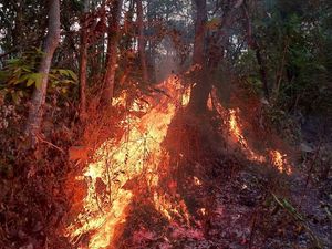 Lahan di Lebak Tumpang Kota Kediri Terbakar, Api dari Pembakaran Sampah