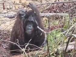 Kebakaran Hutan Kepung Kobar, 180 Orang Utan Terancam Kehilangan Rumah