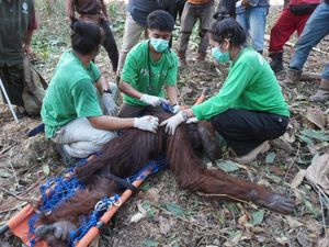 Dua Orang Utan Jantan Ditemukan Keluar Hutan di Kaltim, Satu Malnutrisi Berat