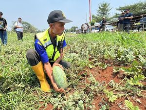 Dulu Jadi Tempat Buang Sampah, Lahan di Bomang Kini Ditanami Semangka