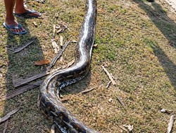 Ular Piton 5 Meter Dibunuh Warga Saat Mangsa Babi di Muna