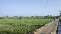 Asyiknya Weekend di Subak Sembung Denpasar, Lari Pagi dengan Latar Sawah