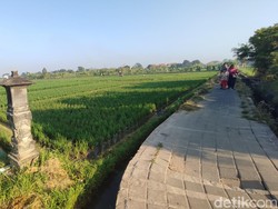 35 Hektare Sawah Denpasar Tunda Tanam Padi gegara Debit Air Kecil
