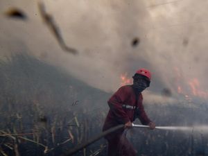 BRIN Kembangkan Teknologi Baru untuk Padamkan Kebakaran Hutan: Bahan dari Singkong