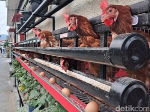 Biar Telurnya Sehat-Berkualitas, Ini Tips Buat Piara Ayam di Rumah