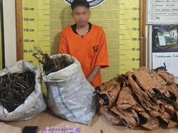 10 Kg Ganja Gagal Beredar di Padangsidimpuan, 1 Pelaku Kabur Saat Mau Ditangkap