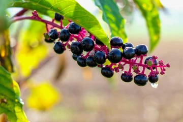 Cantik tapi Mematikan, 5 Buah Ini Ternyata Paling Beracun di Dunia!