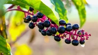 Cantik tapi Mematikan, 5 Buah Ini Ternyata Paling Beracun di Dunia!