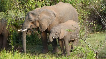 Riset Terbaru Ungkap Gajah Afrika Pakai Tanaman Obat untuk Obati Diri Sendiri