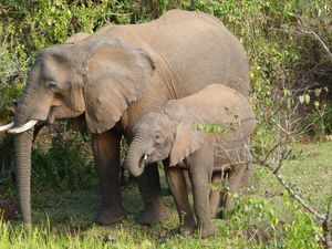 Riset Terbaru Ungkap Gajah Afrika Pakai Tanaman Obat untuk Obati Diri Sendiri