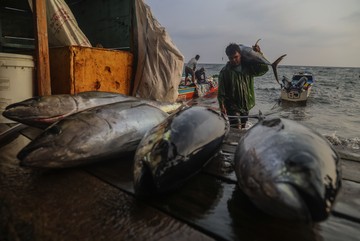 Tuna Sirip Kuning Tangkapan Nelayan Ternate Dikirim ke Jepang dan Amerika