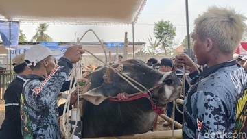 Ratusan Limosin hingga Simental Meriahkan Kontes Sapi di Lumajang