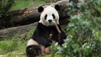Ni Hao! Panda Baru Zoo Atlanta Fu Shuang Pamer Wajah Menggemaskan