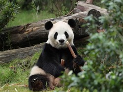 Kado XI Jinping untuk Trump: 2 Panda Raksasa