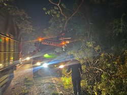 Bangun dari Tidur, Sopir Salah Injak Gas Bikin Truk Tabrak Pohon di Gilimanuk