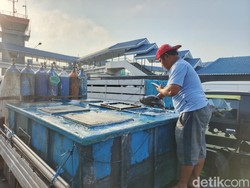 Antrean Ketapang-Gilimanuk Bikin Sopir Logistik Rugi, Ikan Mati