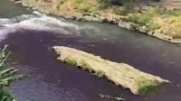 Air Sungai Brantas Malang Berubah Warna Jadi Ungu Gelap