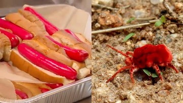 Wah! Hot Dog Legendaris Ini Kini Diwarnai dengan Ekstrak Serangga