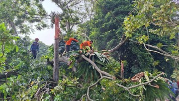 6 Pohon Tumbang Timpa 4 Orang dan 2 Motor di Baranangsiang Bogor