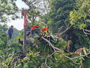 Horor Pohon 40 Meter Tumbang Timpa 4 Warga Bogor