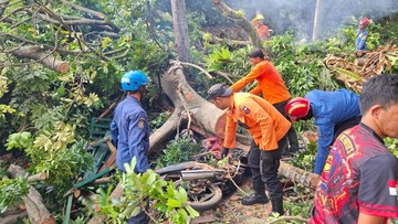 Detik-detik Pohon 40 Meter Tumbang Timpa 4 Warga di Baranangsiang Bogor