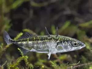 Ada Ikan Hibrida yang Tercipta Imbas Tsunami Jepang, Begini Bentuk Uniknya