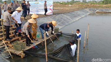 Tambak Ikan dan Udang di Muara Gembong Dukung Rantai Pasok SPPG Polda Metro