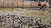 Super El Nino 2026-2027 Mengintai Indonesia, Ini Ancaman yang Dibawa