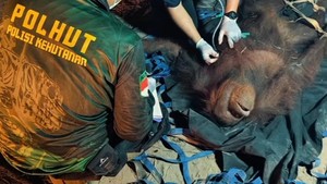 Video: Orang Utan Novita, Bertahan Saat Api Mengepung Habitatnya