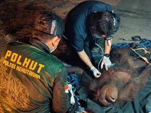 Video: Orang Utan Novita, Bertahan Saat Api Mengepung Habitatnya