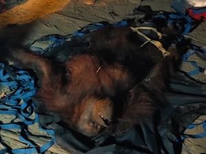 Video Terjebak Karhutla! Orang Utan 4 Tahun Bertahan Sendirian di Atas Pohon