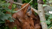 Mengenang Nettie, Orang Utan Sumatera di Inggris yang Begitu Penyayang